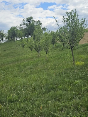Sălaș+ livadă+ teren agricol în Sichevița- Clisura Dunării - imagine 7