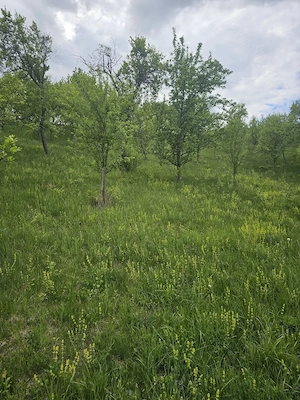 Sălaș+ livadă+ teren agricol în Sichevița- Clisura Dunării - imagine 3