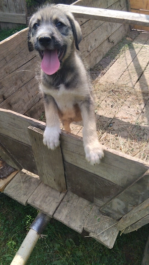 Vând cățeii ciobănești (mioritic x ciobanesc de asia centrală) - imagine 5