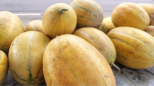 pepeni galbeni
