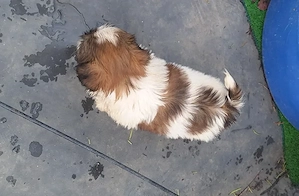 catelusi shih-tzu