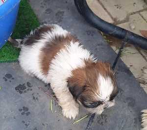 catelusi shih-tzu - imagine 2