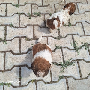 catelusi shih-tzu - imagine 3