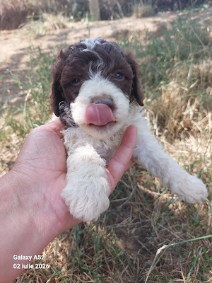 Lagotto romagnolo disponibil 