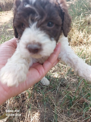 Lagotto romagnolo disponibil  - imagine 4