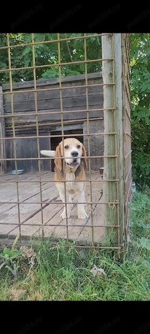 Mascul beagle - imagine 2