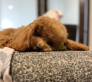Mascul Toy Poodle - imagine 2
