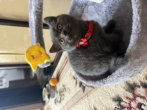 British blue- color point