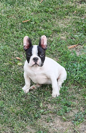 Pui bulldog francez  - imagine 2
