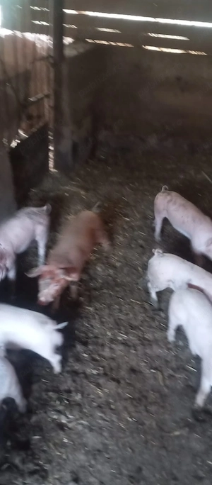 Purcei de vanzare