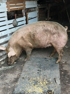 Porci de casă  - imagine 2