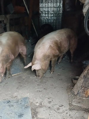 Porci de casă 
