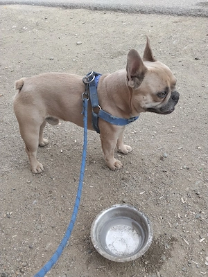 Buldog francez adorabil își caută familie iubitoare - imagine 3