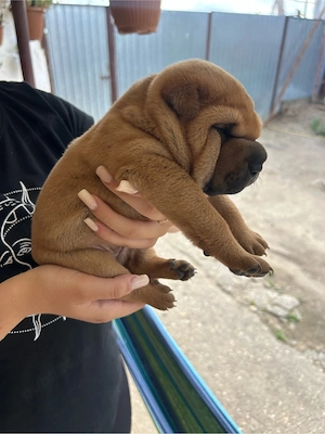 Pui shar pei de vanzare  - imagine 2