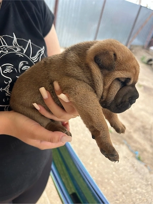 Pui shar pei de vanzare  - imagine 3