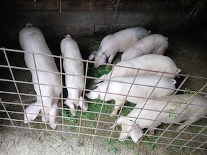 Disponibili  purcei 30 -40g    se pot vedea in prundu bargaului Bistrita nasaud, multe det