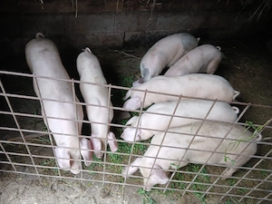 Disponibili  purcei 30 -40g    se pot vedea in prundu bargaului Bistrita nasaud, multe det - imagine 2