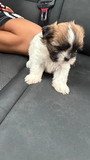 Vând cățelușă Shih Tzu, în vârstă de 11 luni, foarte iubitoare și jucăușă. - imagine 4