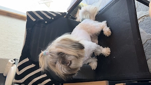 Vând cățelușă Shih Tzu, în vârstă de 11 luni, foarte iubitoare și jucăușă.
