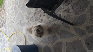 Vând cățelușă Shih Tzu, în vârstă de 11 luni, foarte iubitoare și jucăușă. - imagine 2