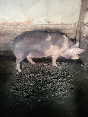 Scroafă gestantă