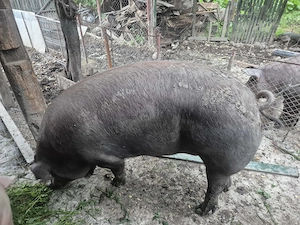 Porci de vanzare