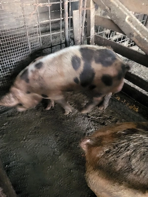 Porci de vânzare