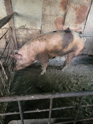 Porci de vânzare - imagine 2