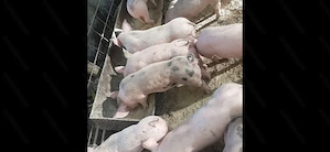 Purcei de vanzare