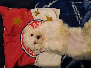 vând bichon maltez  - imagine 3