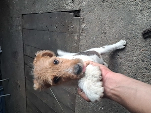 Vand mascul foxterrier - imagine 3