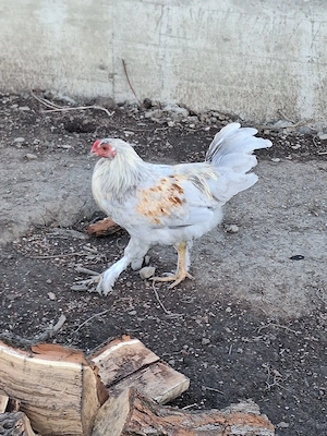 Cocoși tineri 