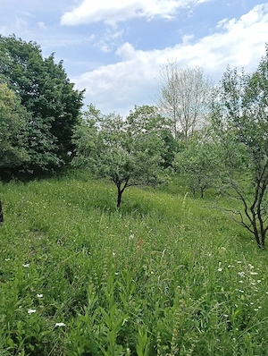 Teren intravilan, 1.584 mp, Com Talea, Jud Prahova - imagine 4