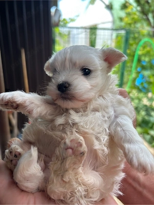 cateluse bichon maltez 