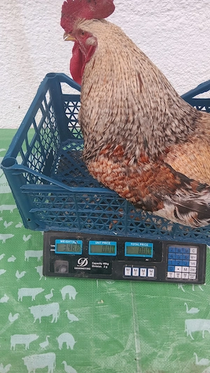 vănd urgent păsări de casă 1+1 - imagine 2