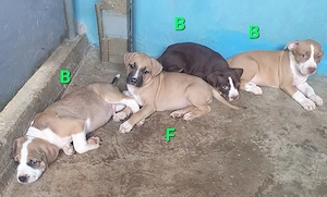 Amstaff pui dragalasi 