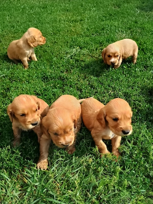 Pui de cocker spaniel de rasă pură. - imagine 4