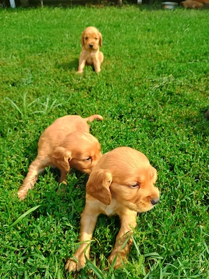 Pui de cocker spaniel de rasă pură.