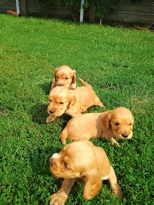 Pui de cocker spaniel de rasă pură. - imagine 5