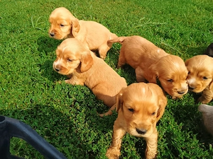 Pui de cocker spaniel de rasă pură. - imagine 3