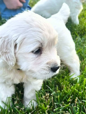 Golden Retriever cu pedigree 