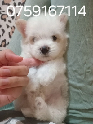 vand bichon maltez 