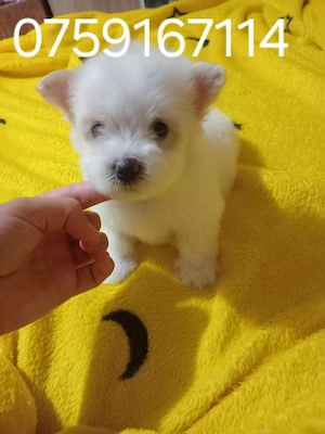 vand bichon maltez mini toy 
