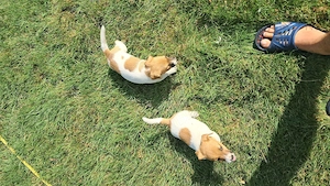 Jack Russel.Disponibili 3 fetite si 1 baiat  - imagine 2