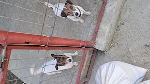 Jack Russel.Disponibili 3 fetite si 1 baiat  - imagine 5