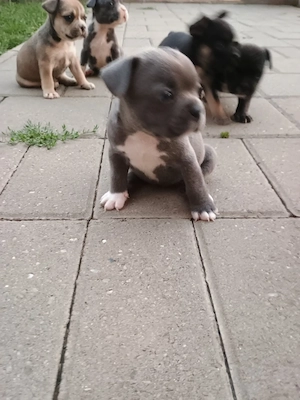 Puii de buldog francez de rasă pură. - imagine 3