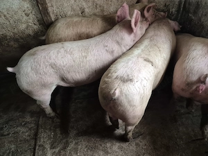 Porci 100-250kile