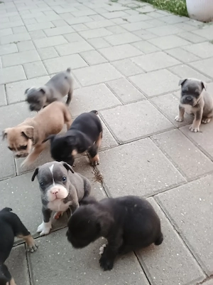 Puii de buldog francez de rasă pură. - imagine 4