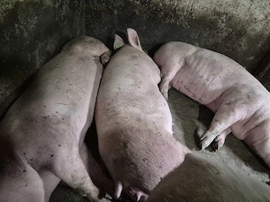 Porci Mari 100-250kg - imagine 5