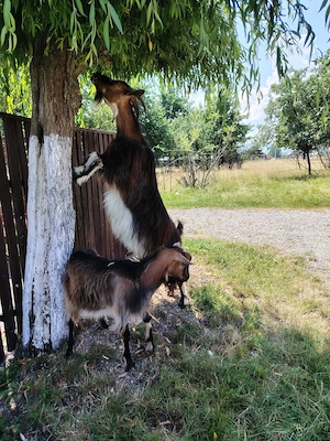 De vânzare țapi  Localitatea Ocna Sugatag, Maramureș 